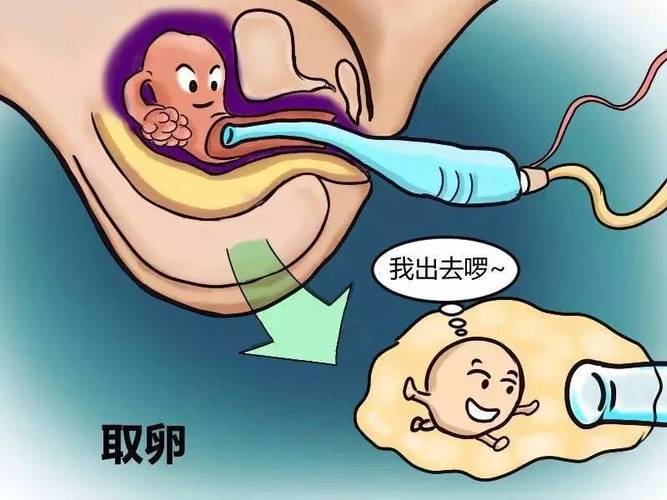 借卵试管代怀注意事项(借卵试管代怀注意事项大揭秘)